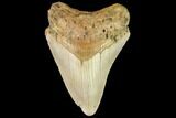 Fossil Megalodon Tooth - North Carolina #109719-1